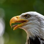 NFL Schedule report: Eagles to face Jaguars in London in Week 5 matchup – Eagles Wire