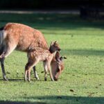Dog attacks on deer prompt Royal Parks warning – BBC