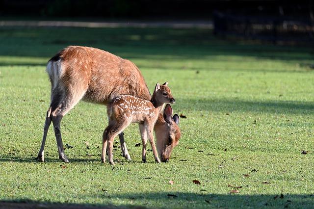 Dog attacks on deer prompt Royal Parks warning – BBC