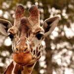 Watch: London Zoo animals cool off as temperatures soar in the capital – London Evening Standard