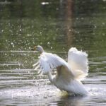 ‘Appalling behaviour’ near swans in Hampstead Heath pond critcized – BBC