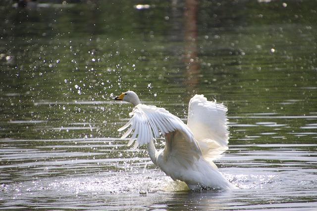 ‘Appalling behaviour’ near swans in Hampstead Heath pond critcized – BBC