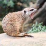 London Zoo helps break artwork world record – BBC