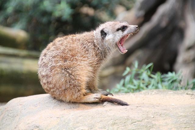 London Zoo helps break artwork world record – BBC