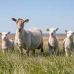 New James Graham play ‘The Standard of Living’ to open in the West End – London Theatre