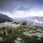 Why a Gen Z Londoner can graze sheep on land in the Welsh valleys – BBC