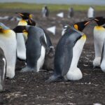 Falklands flashpoint returns as Argentina squad targets England rivalry – London Business News