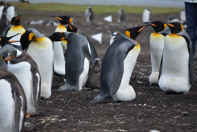 Falklands flashpoint returns as Argentina squad targets England rivalry – London Business News